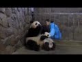 Mama Giant Panda Chooses Food Over Her Baby Panda Cub