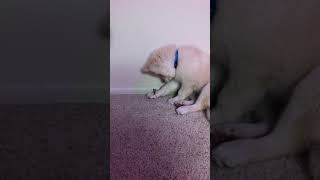 Alaskan Malamute Puppies Videos