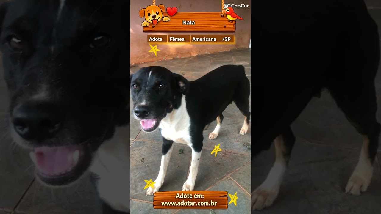 Cachorro raça SRD-ViraLata idade 1 ano nome Nala