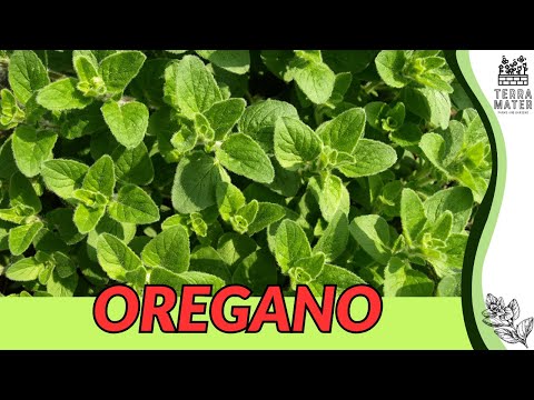 Introduction to OREGANO: Plant Profile & Uses (Origanum vulgare)