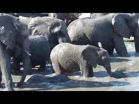 Djuma: Elephants drinking - 15:30 - 10/06/19