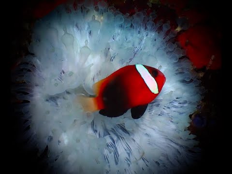 Coral Triangle Critters – 10 - scuba diving video