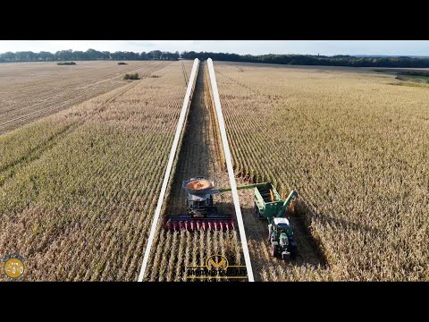 Kein Ende der Durchbruch mit dem 8900 Lexion! Mais Dreschen & Mais Mühle Schweinefutter Produktion