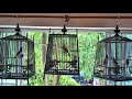 Jambul -  Singapore hobbyist play Thai style jambul cage 10 Feb 2018