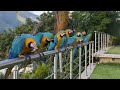 Wild Macaws In Caracas Venezuela