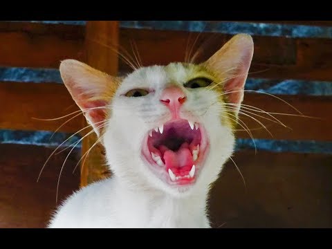 Cat meowing very loudly - LOUDEST Cat Meows That Will Make Your Cat Go CRAZY! Sound to Attract Cats