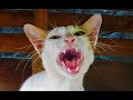 Cat meowing very loudly - Billi ki awaj - बिल्ली की आवाज