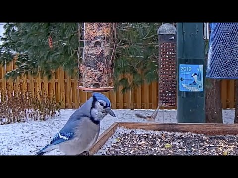 Northern Shrike Zips Behind Ontario Feeders – Oct. 29, 2020