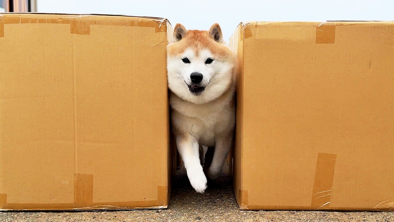 モフモフ柴犬は自分のヒゲよりも狭い隙間を通れるのか検証してみた。