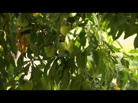 Pêcher original, du jardin et des conseils sur les fruits et arbres fruitiers par "Jean"