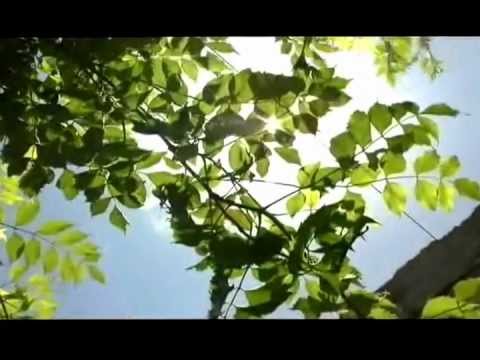 SACACHISPAS EL DOCUMENTAL (2005)