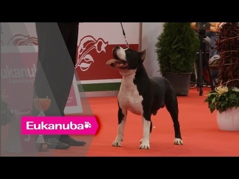 World Dog Show 2013 - Group III Judging