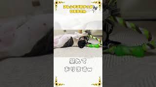 一人遊びが上手なワンコ #frenchie #vlog #フレブル #shorts #一人遊び 　　　　　　　　　　　　"a dog good at playing alone"
