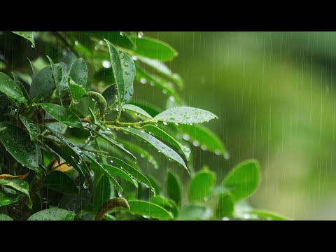 10 ore di pioggia bellissima e rilassante per dormire, Rumore della Pioggia senza Tuoni