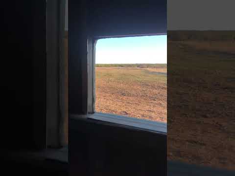 This cheap .243 ammo surprised me💥🔫 #tikka #hunting #shooting #shorts