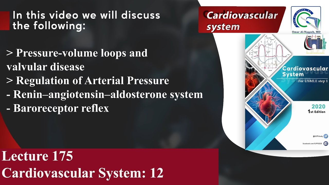 Pressure-volume loops and valvular disease | Regulation of Arterial Pressure | Baroreceptor reflex