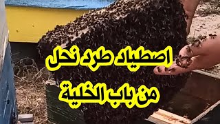 اصطياد طرد نحل ملتصق في باب الخلية 2026/05/11