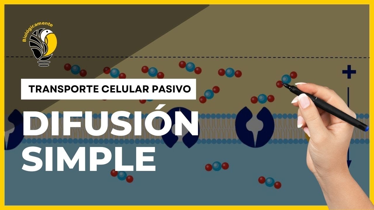 DIFUSION SIMPLE: Transporte celular pasivo 😉