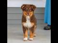 Australian Shepherd dogs for sale: Pippa - Video 1