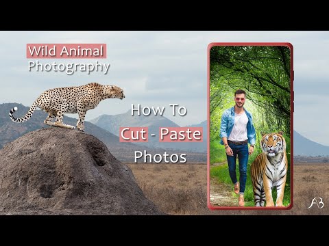 Wild Animal Photo Frames Video