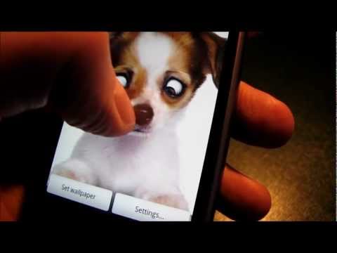 Eye-Puppy Live Wallpaper Video