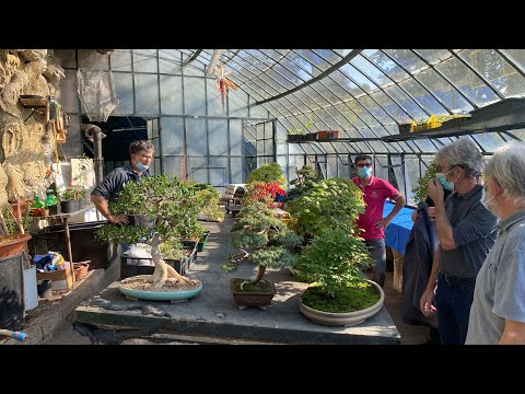 #3 #mostra #bonsai a villa bertarelli!