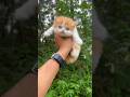 Persian Cat For Sale | 6366185148 wtsp call me #persiancat #shorts