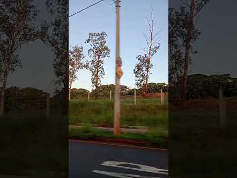 Maicon Ewerson - Santo Antônio da Alegria - SP