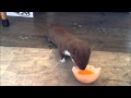 Ozzy the Weasel and his Easter egg. - YouTube
