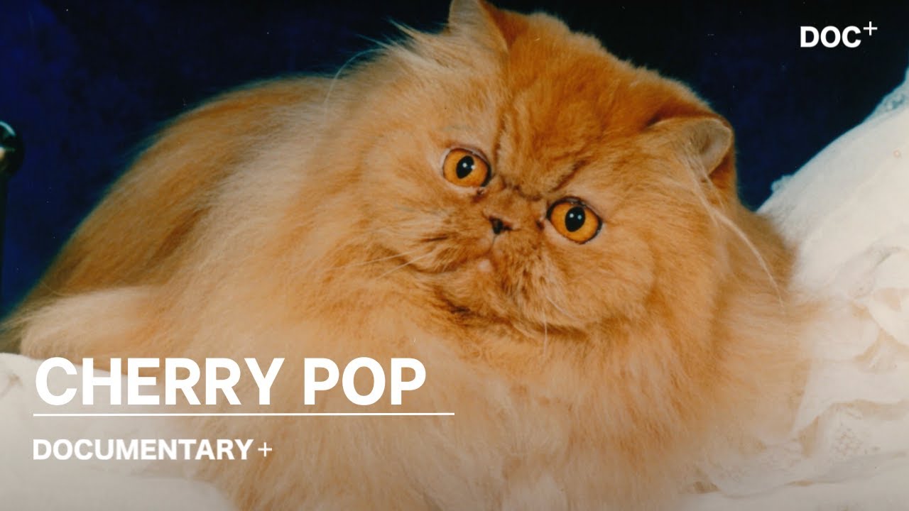 CHERRY POP // SHORT FILM- NOW STREAMING ON DOCUMENTARY+