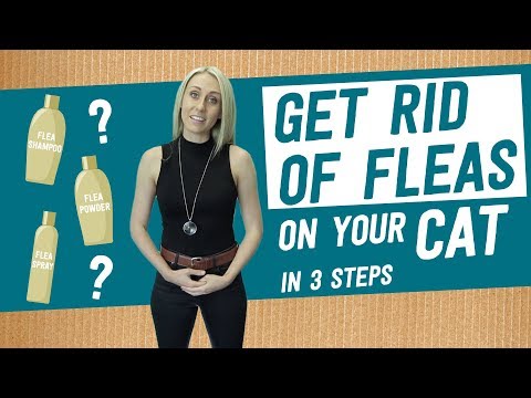 How to Get Rid of Fleas on Your CAT