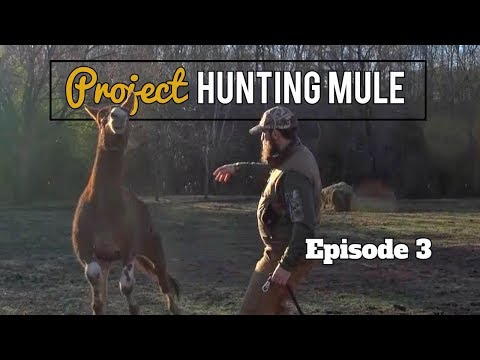 download lagu mp3 mp4 American Mule Magazine, download lagu American Mule Magazine gratis, unduh video klip American Mule Magazine