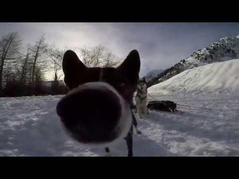 Hundeschlitten, Schneeschuhwandern mit Hund