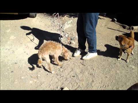 Taiba 20250 aaa nov 2013