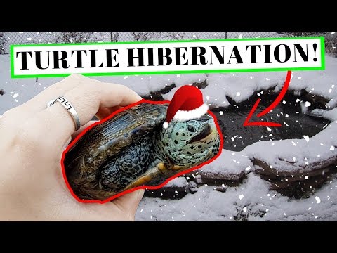 ULTIMATE Hibernation GUIDE for ~TURTLES~!!!