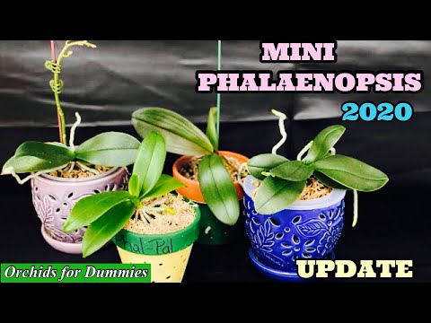 Indoor Mini Phalaenopsis Orchid Care Tips and Update
