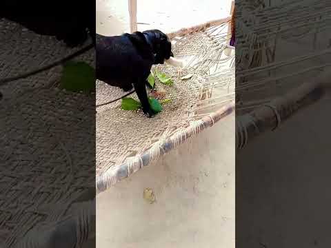 Aini 🐶😊#shorts #aini#shade of creativity