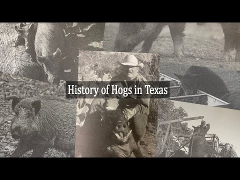 History of Hogs in Texas | Texas Wildlife Series | West and Swope Ranches