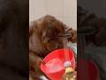 Orangutan Having A Bath Monkey