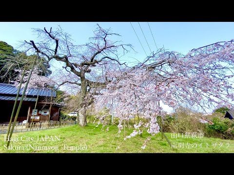 南明寺のイトザクラ（Nanmyoji Temple）山口県萩市（Hagi City,JAPAN）