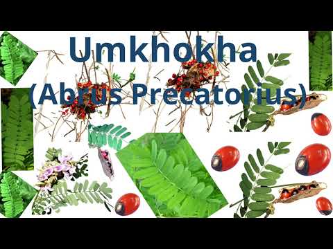 Abrus Precatorius (Umkhokha)---[Abrin poison]