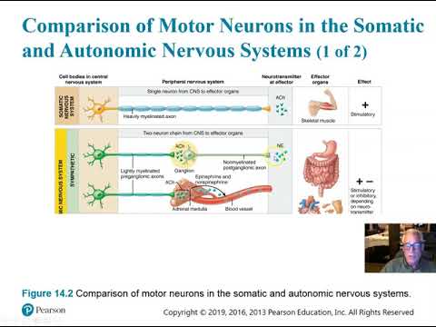 Ch 14 Part 1 Autonomic Nervous System   Introduction