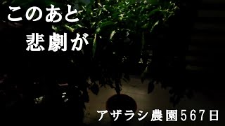 11月下旬　年越しシシトウプロジェクト【アザラシ農園560日】