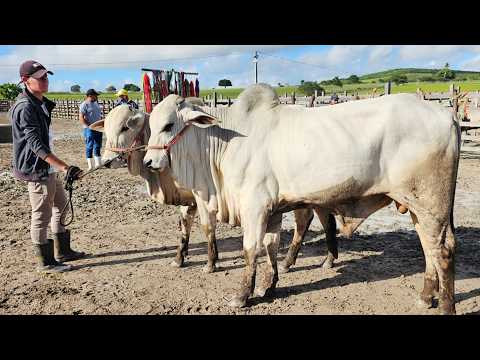 FEIRA DO GADO EM LAJEDO-PE  29-04-2026 #nordeste
