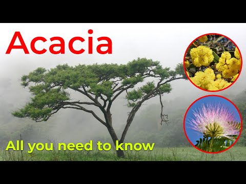 Everything You Need to Know About Acacia Trees