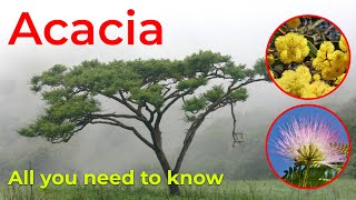 Download lagu Everything You Need to Know About Acacia Trees mp3 Download lagu Everything You Need to Know About Acacia Trees mp3