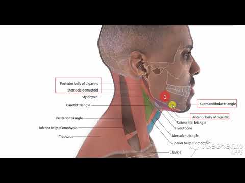submandibular triangle borders