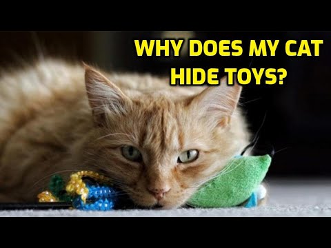 Why Do Cats Hide Their Toys?