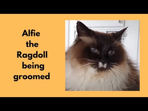 Ragdoll Cat Being Brushed