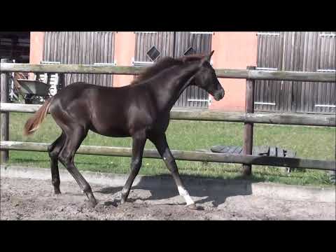 Bon Coeur x Dimaggio x Renier